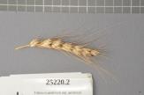 Click for 1 image(s) for this accession. Spike